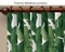 Drapery Loft custom made swaying palms tropical indoor outdoor curtains any length product 1